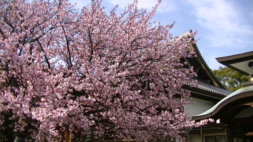 上野両大師の御車返しの桜