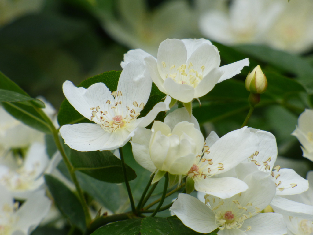 匂モッコウバラ