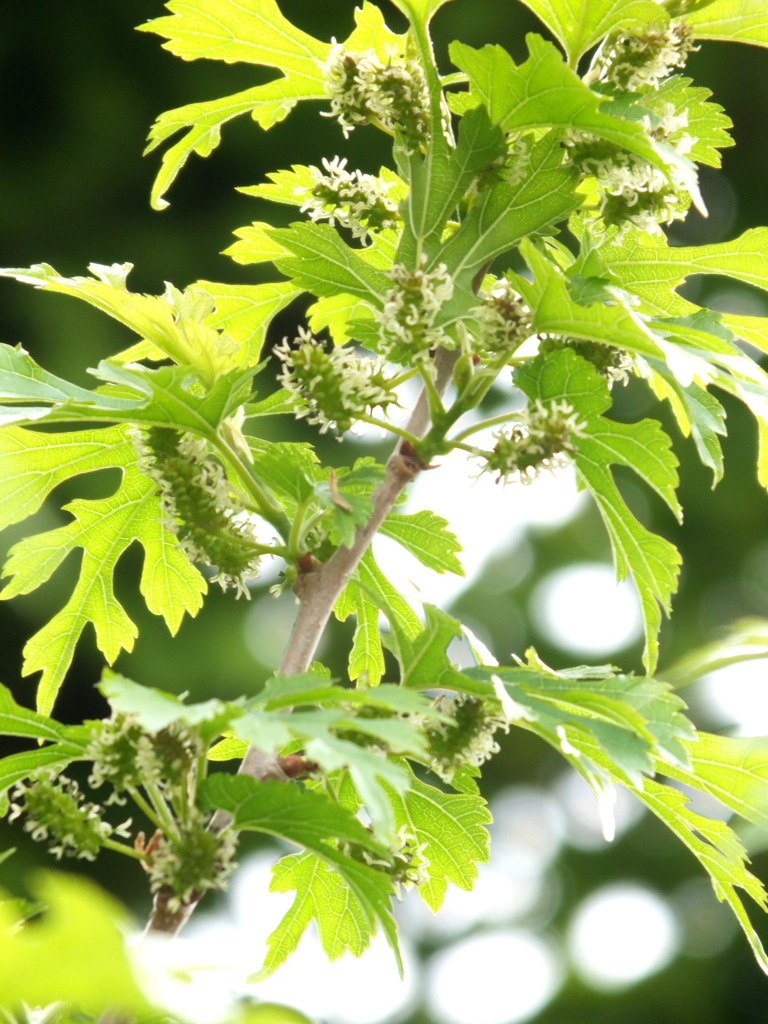 空き地に生えたヤマグワ