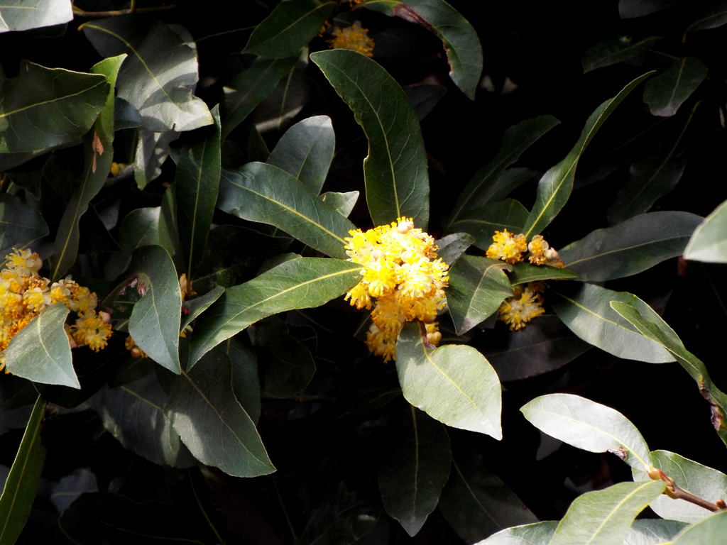 月桂樹の花