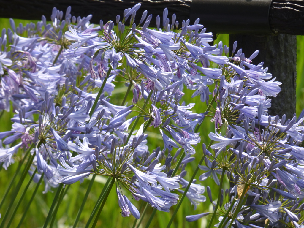隅田川沿いの公園の花壇のアガパンサス