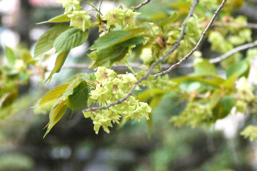 千住大橋桜公園の御衣黄桜