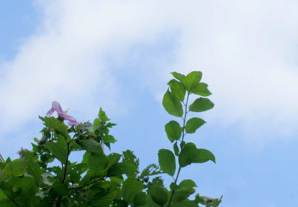 千住のスモモの葉とムクゲの夏の空