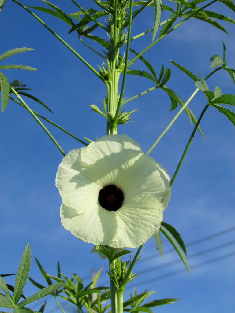 竜ケ崎市のオクラの花