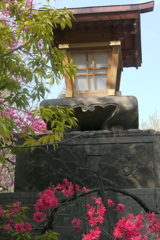 素戔嗚神社の菊桃と石垣灯籠
