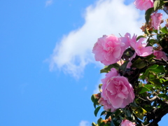 ’22新年のピンクの山茶花