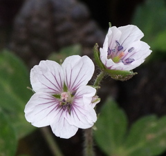 ゲンノショウコ