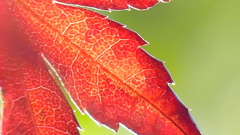 紅葉したイロハモミジの葉脈