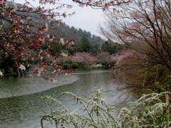 龍安寺の回遊式庭園の桜