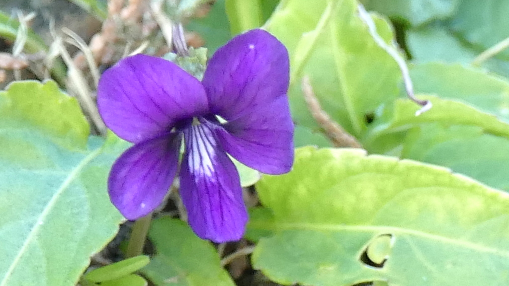 あらかわどてしたにさく