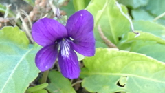 あらかわどてしたにさく