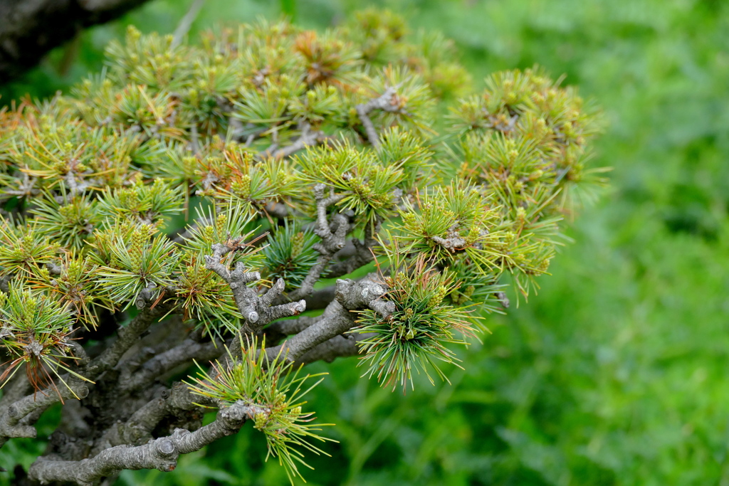 汐入公園向かいの団地の高級な庭の五葉松