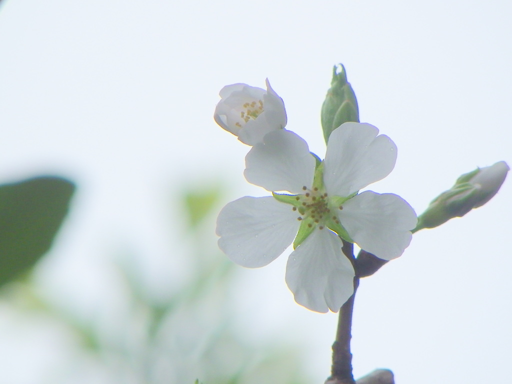 大島桜