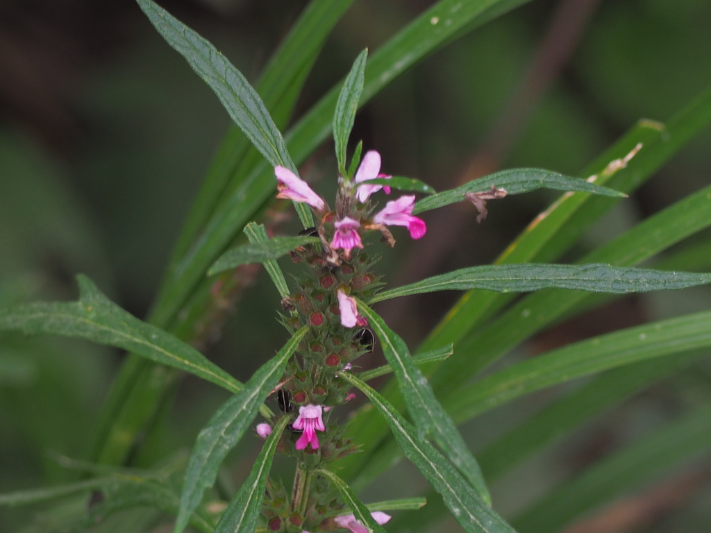 メハジキ、これも秋のくさ？