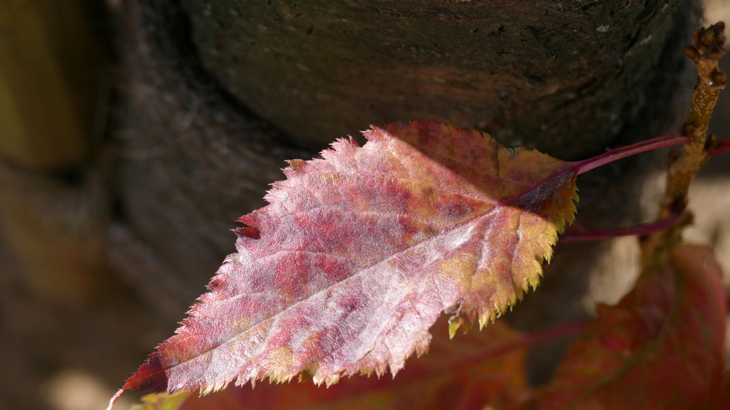 天の川桜の紅葉