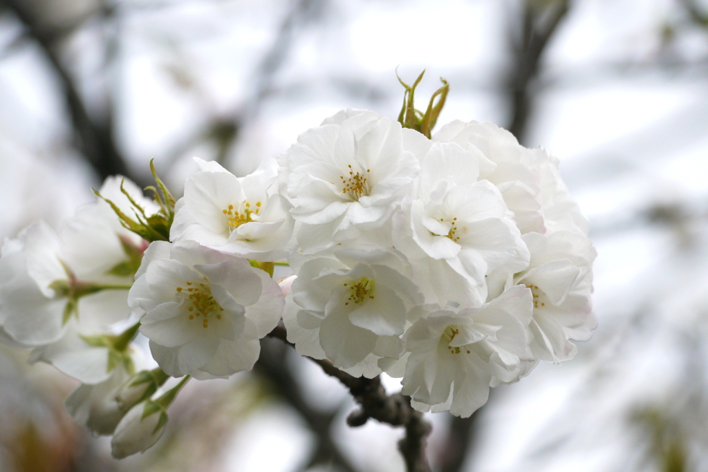 千住桜木公園の白妙桜