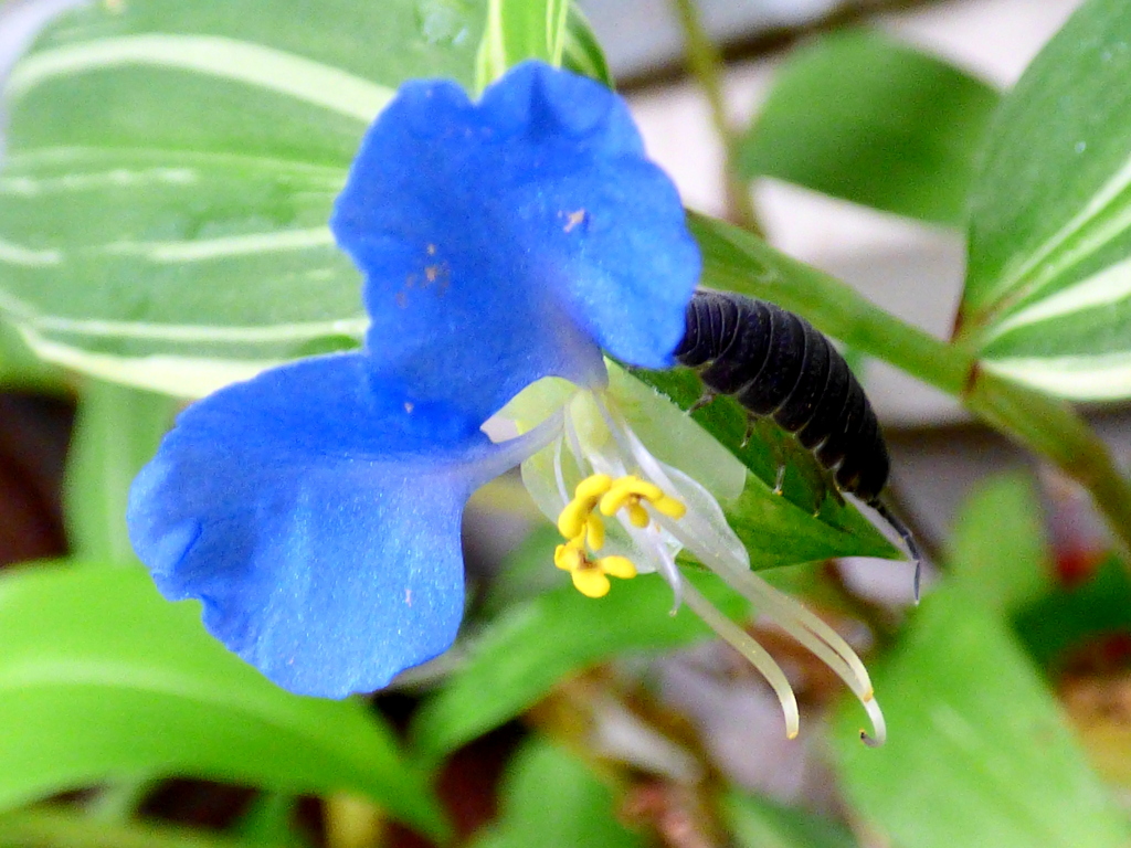 斑入りつゆ草、ダンゴムシも