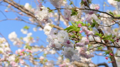 荒川堤高速下の里ザクラ松月晩期