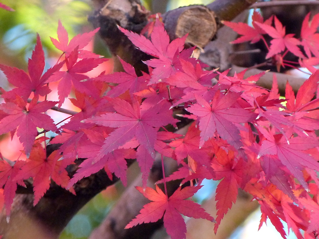 近所の紅葉