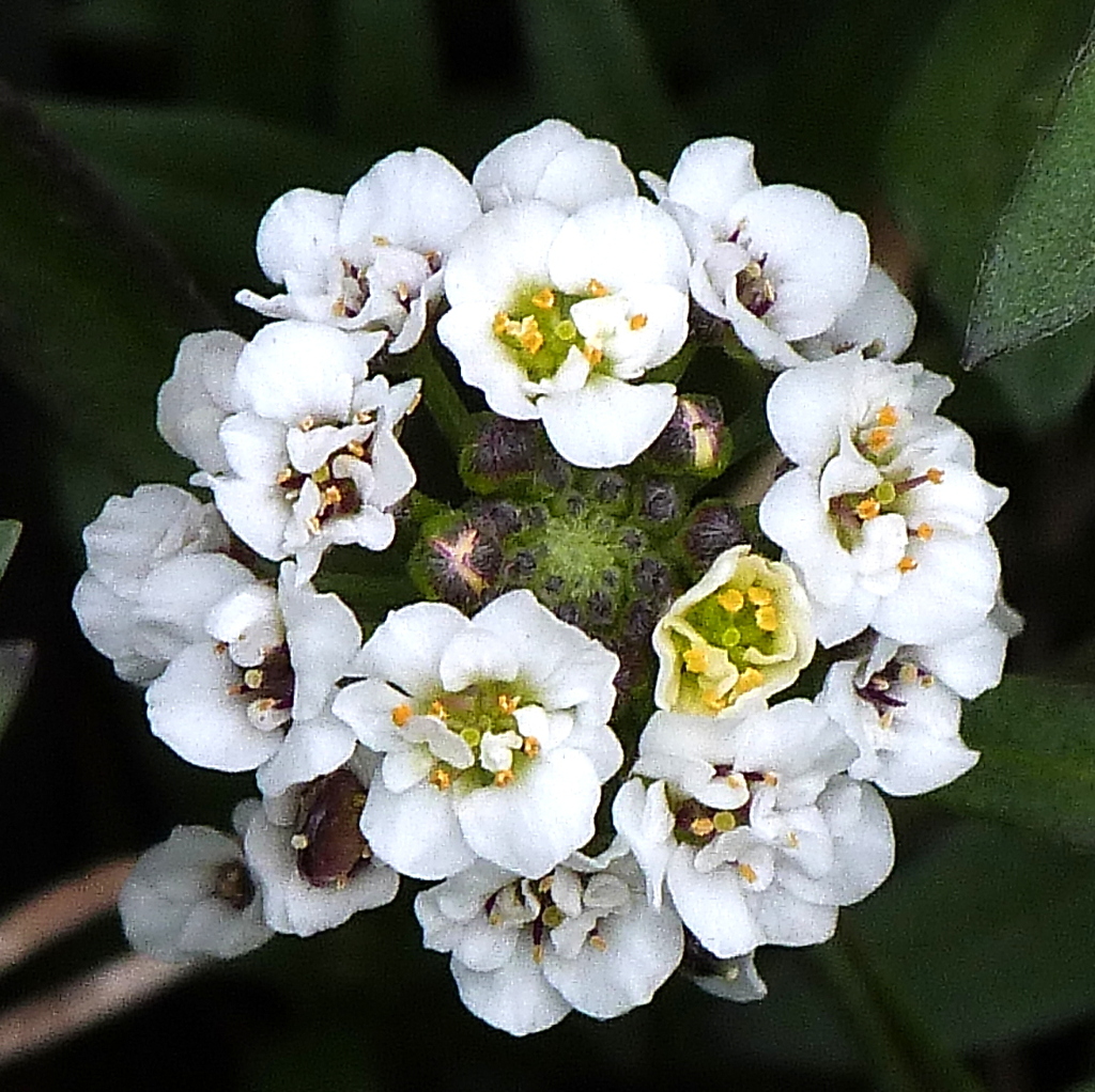 スイートアリッサム