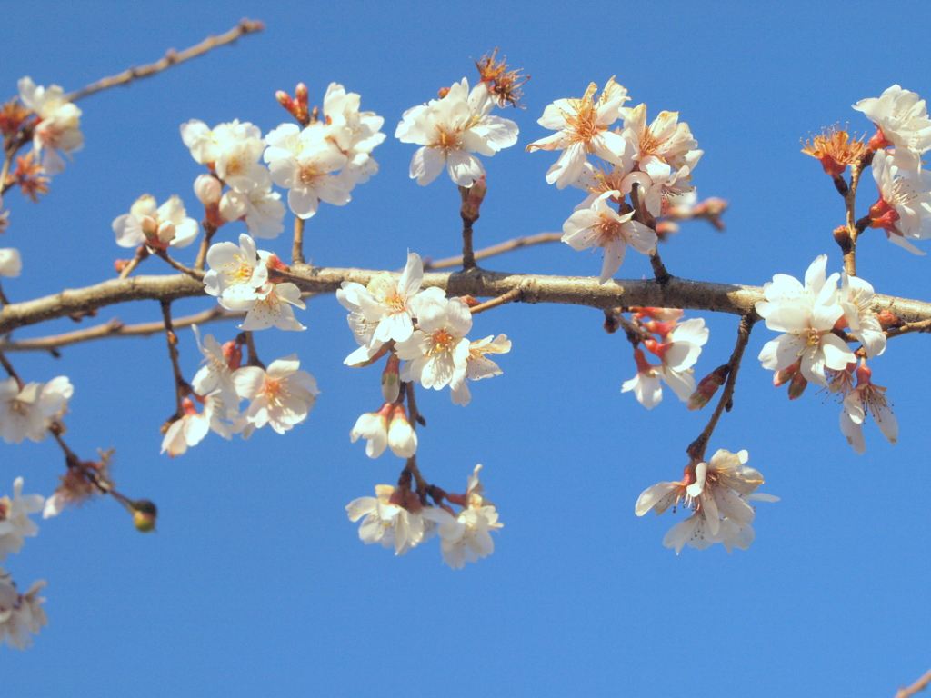 隅田川沿いの高校の入り口の白梅と間違える冬桜