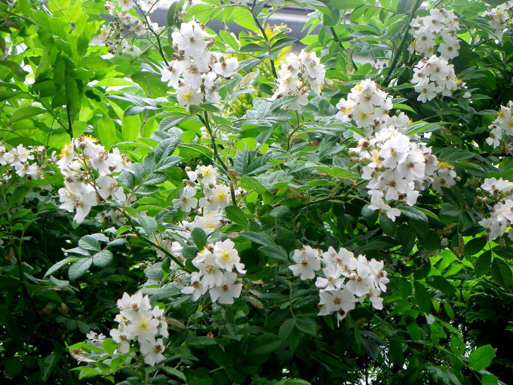 少し空が明るくなった野薔薇