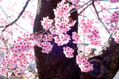 オオカンザクラの花びらの特徴