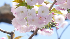 はやざき一葉桜