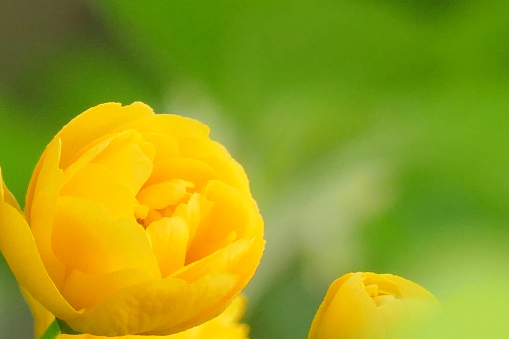 ヤエヤマブキの色