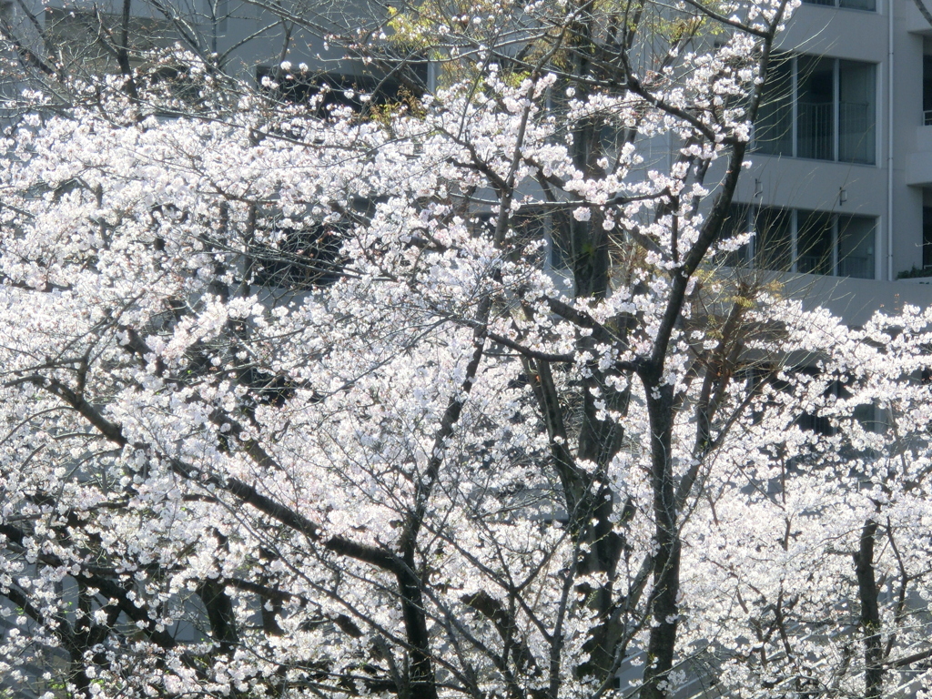 隅田川沿いの町屋のマンション庭のソメイヨシノと丁子桜が満開