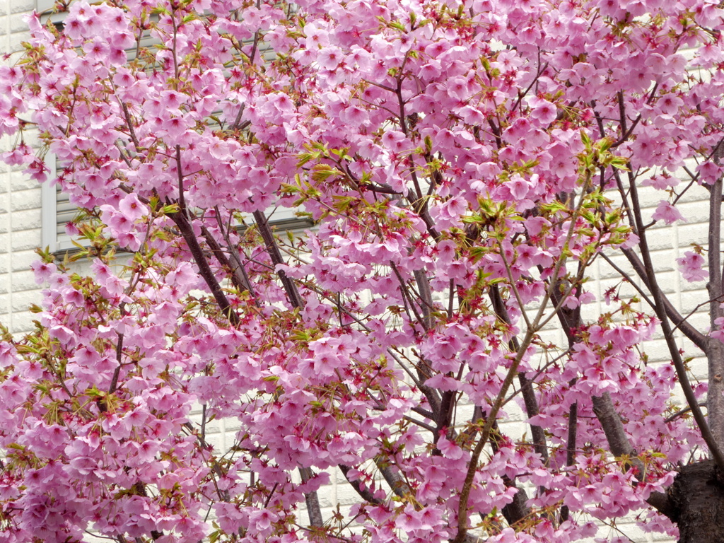 向島の少し葉桜の大寒桜