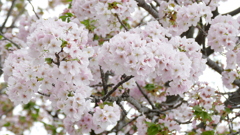 千住の森鴎外碑のある公園の輪をなす御車返しの桜