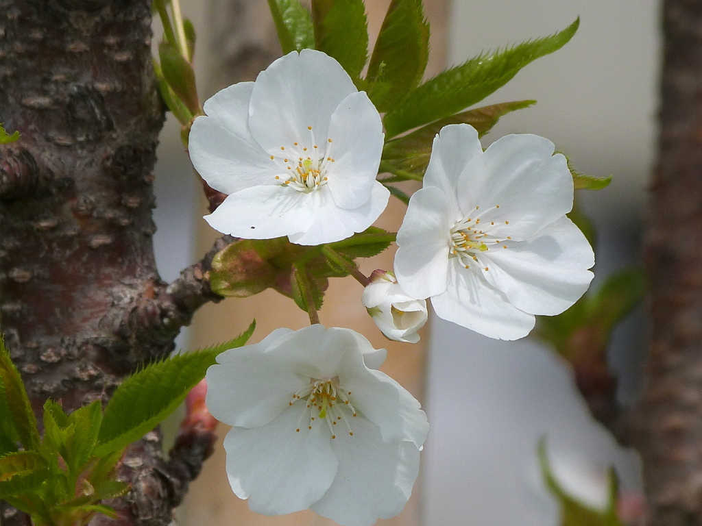 荒川堤の荒川匂桜