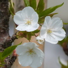 荒川堤の荒川匂桜