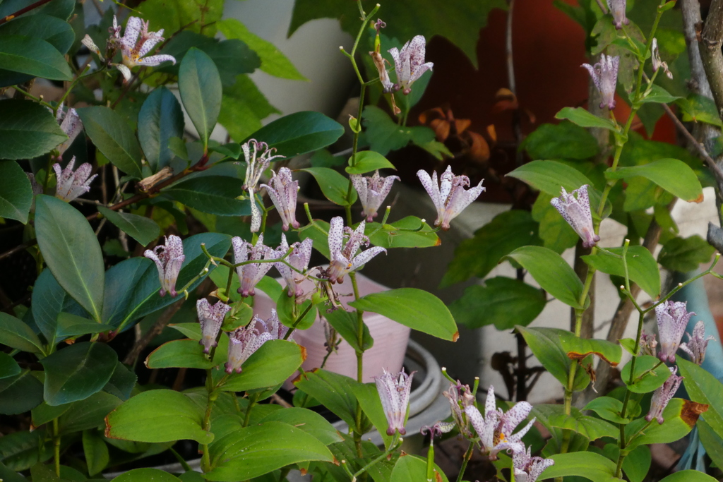 台湾ホトトギス