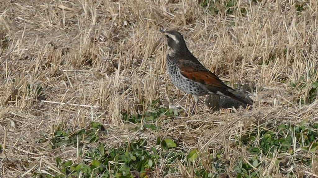 荒川土手のツグミ