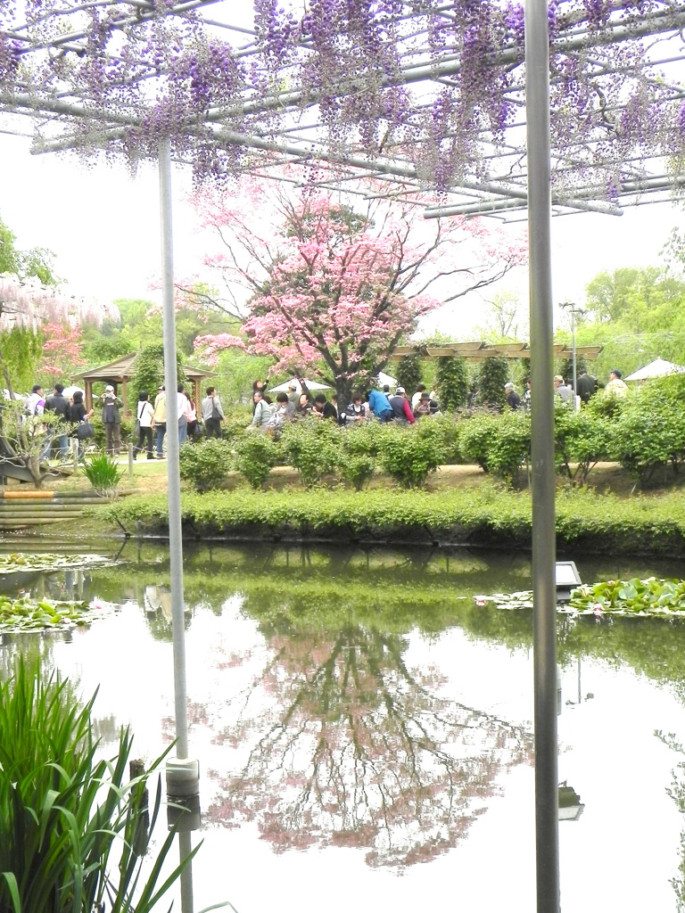 足利フラワーパークの池から