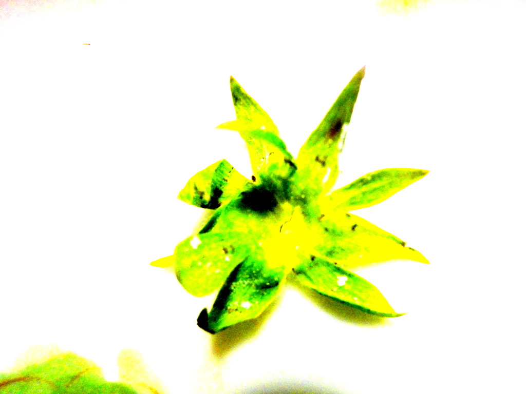 イチゴの葉っぱのコラージュ