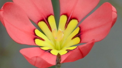 スパラキシスの蕊