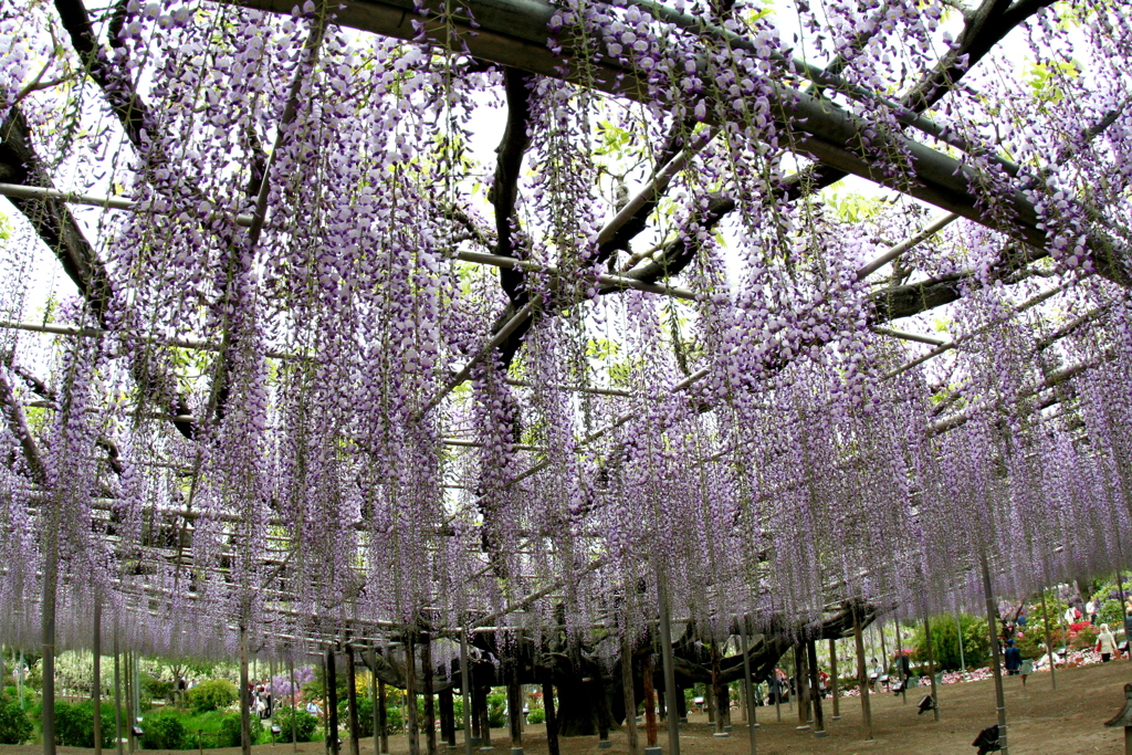 足利フラワーパークの野田藤のアーチ