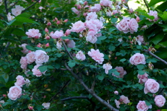 夕暮れのツルバラ