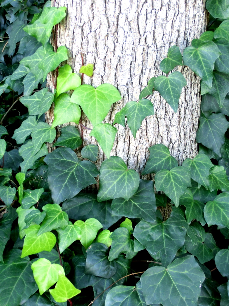 樟の幹に絡むおかめツタ