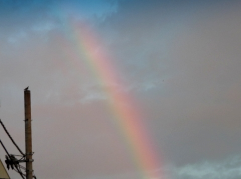 おっと！虹が！