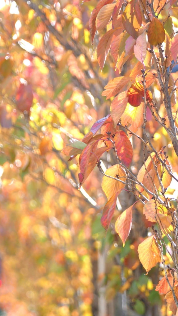かつて北斎が歩いた墨堤通りの桜天の川