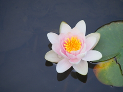 薄いピンクのスイレン