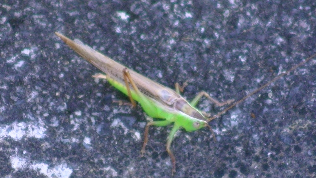 イナゴではございません、セスジササキリモドキ