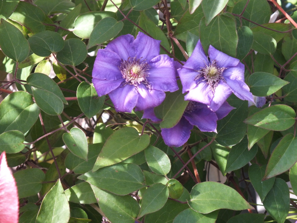 小さい青いクレマチス