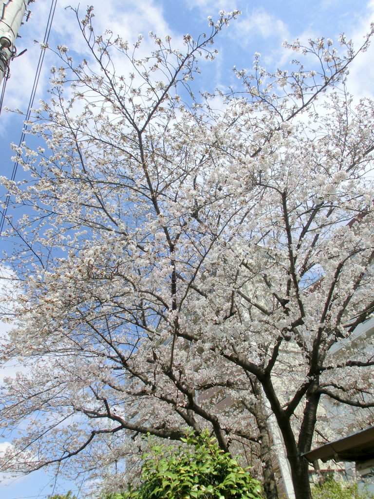 都立尾久の原公園の近くの公団の庭のソメイヨシノ