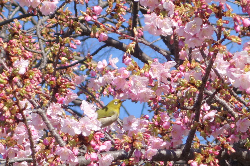 都立汐入公園の河津桜と