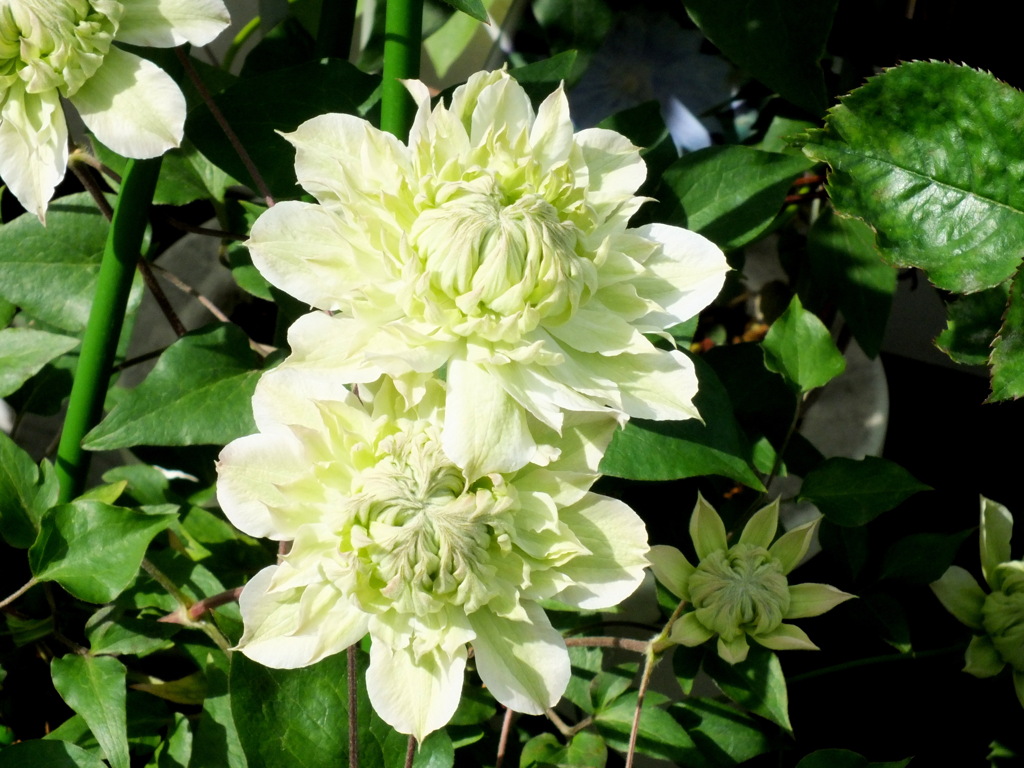 民家の青白い八重咲クレマチス小輪